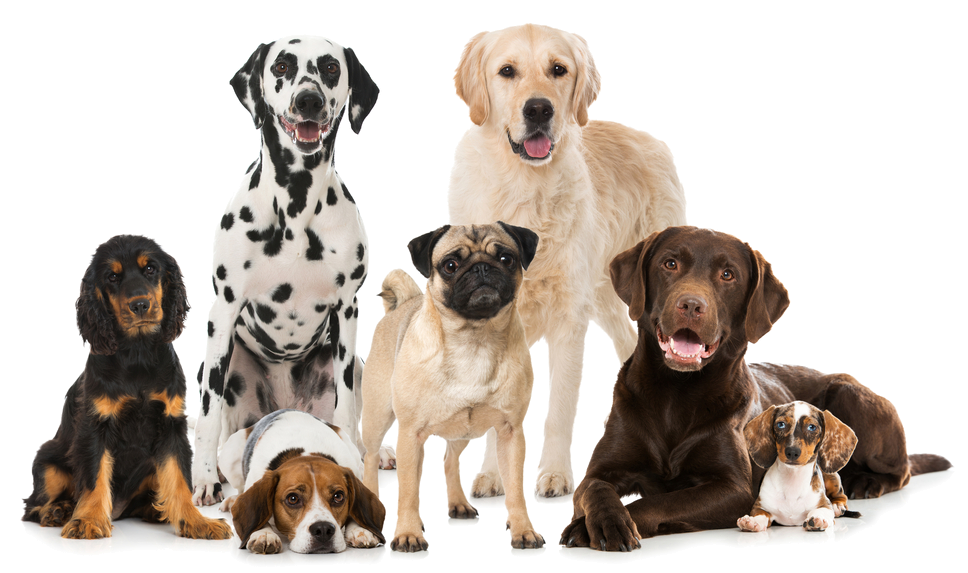 group-of-dogs-png-1