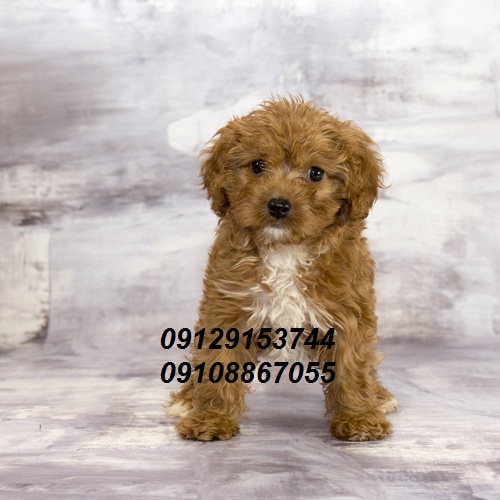 harga red poodle
